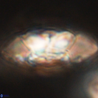 Senelia katapliktikos 66997