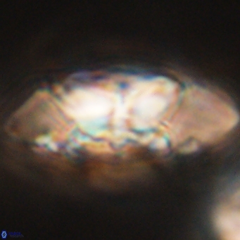 Senelia katapliktikos 66998