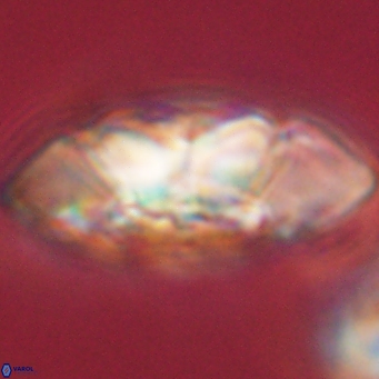 Senelia katapliktikos 66999