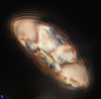 Senelia katapliktikos 67007