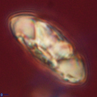 Senelia katapliktikos 67008