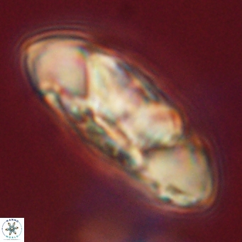 Senelia katapliktikos 67008