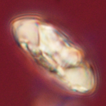 Carlamuelleria katapliktikos 67033