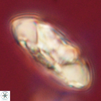 Senelia katapliktikos 67009