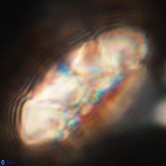 Senelia katapliktikos 67014