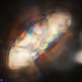 Senelia katapliktikos 67015