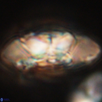 Senelia katapliktikos 67016