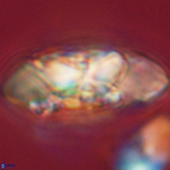 Senelia katapliktikos 67017