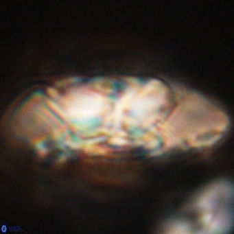 Senelia katapliktikos 67019