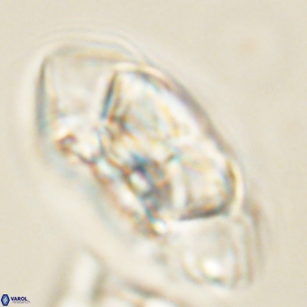 Senelia katapliktikos 67020