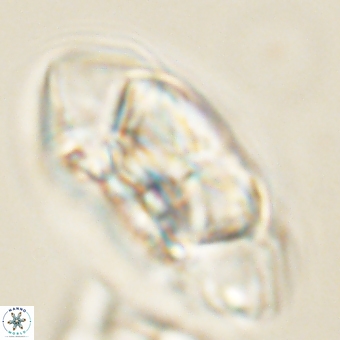 Senelia katapliktikos 67020