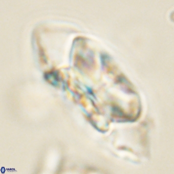 Senelia katapliktikos 67021