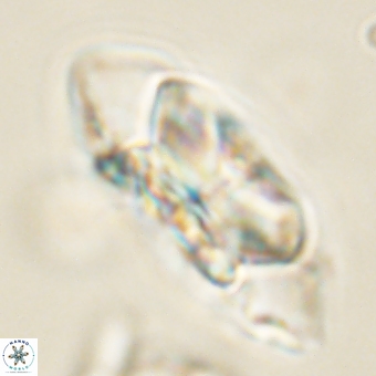 Senelia katapliktikos 67021