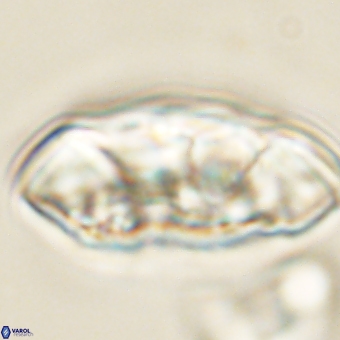 Senelia katapliktikos 67022