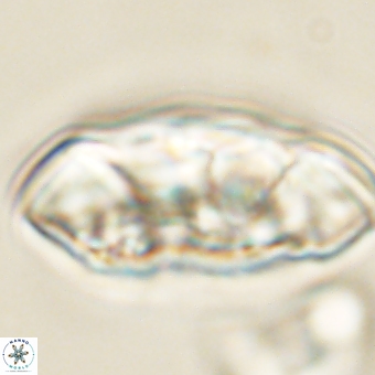 Senelia katapliktikos 67022