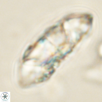 Senelia katapliktikos 67023
