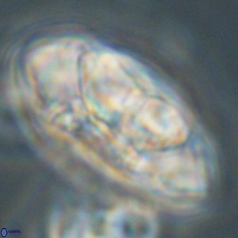 Senelia katapliktikos 67026