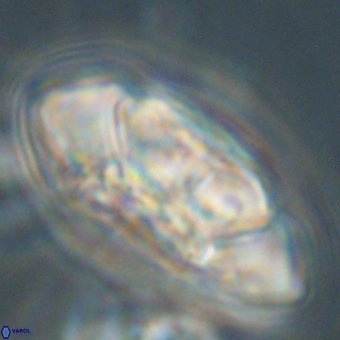 Senelia katapliktikos 67027