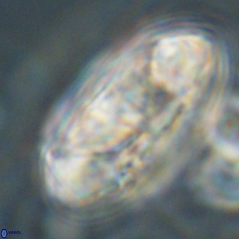 Senelia katapliktikos 67028