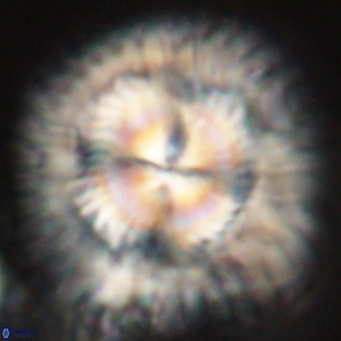 Senelia katapliktikos 67033