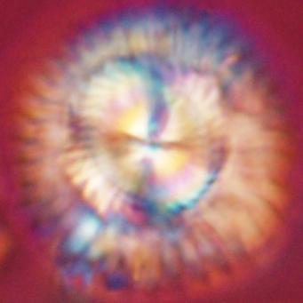 Carlamuelleria katapliktikos 67033