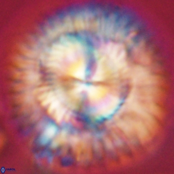 Senelia katapliktikos 67034