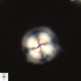 Senelia kolona 69868