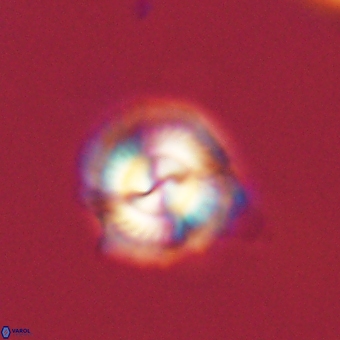 Senelia kolona 69869