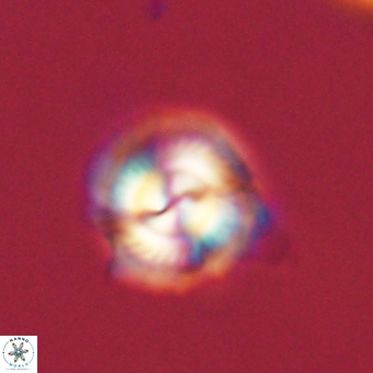 Senelia kolona 69869
