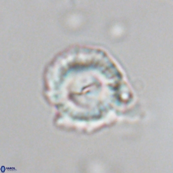 Senelia kolona 69870