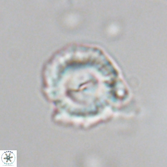 Senelia kolona 69870