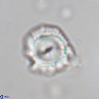 Senelia kolona 69871