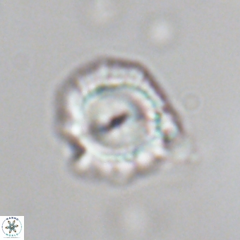 Senelia kolona 69871