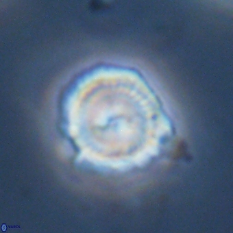 Senelia kolona 69872