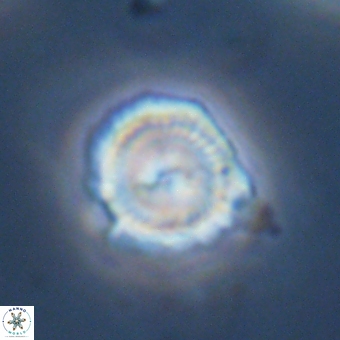 Senelia kolona 69872