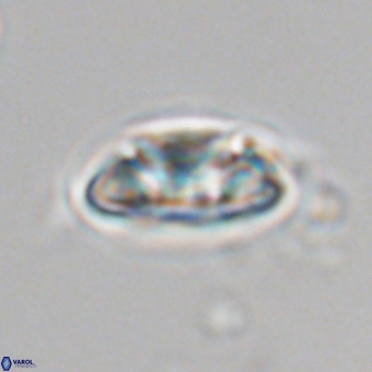 Senelia kolona 69873