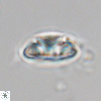 Senelia kolona 69873