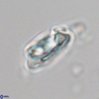 Senelia kolona 69874