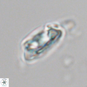 Senelia kolona 69874