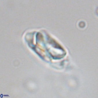 Senelia kolona 69875