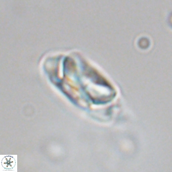 Senelia kolona 69875