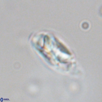 Senelia kolona 69876