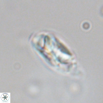 Senelia kolona 69876