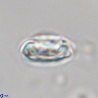 Senelia kolona 69878