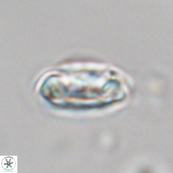 Senelia kolona 69878
