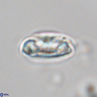 Senelia kolona 69879