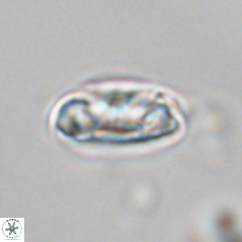 Senelia kolona 69879