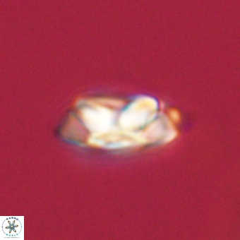 Senelia kolona 69880