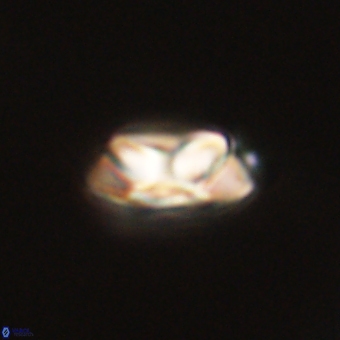 Senelia kolona 69881