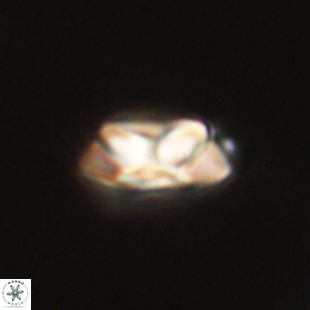 Senelia kolona 69881
